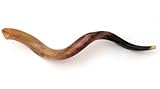 37-39 Large Yemenite Kudu Horn Polished Shofar, with Free Anti Odor Spray, Made in Israel