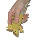 Fun and Function's Squeeze Gecko
