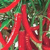 from Haddons RING O FIRE- Chilli Pepper - Very HOT ! seeds