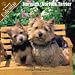   - 2008 Norwich/ Norfolk Terrier 2008 16 Month Wall Calendar **IN STOCK NOW**