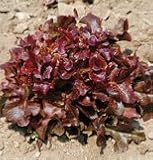 Lettuce Oscarde 600 Seeds per Packet