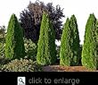 Thuja "Emerald" Two Gallon Plant