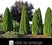 Thuja "Emerald" Two Gallon Plant