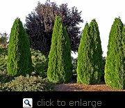 Thuja