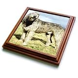 Dogs Irish Wolfhound - Irish Wolfhound - Trivets