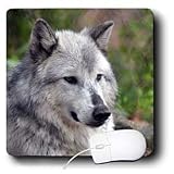 WhiteOak Photography Wolves - Grey Wolf Posing - Mouse Pads