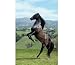 Rearing Horse - 1000pc Jigsaw Puzzle By Clementoni