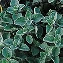 Organic Greek Oregano 100 Seeds