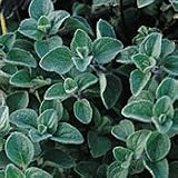 Organic Greek Oregano Herb - 100 Seeds