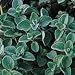 Organic Greek Oregano Herb - 100 Seeds