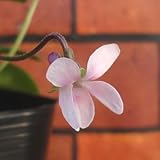 ☆ニオイスミレ 一重咲き ピンク １株