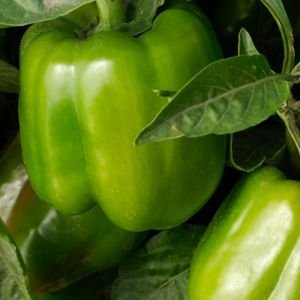 California Wonder Bell Pepper Plant - Non-GMO - Two (2) Live Plants - Not Seeds - Each 4 California Wonder Bell Pepper Plant - Non-GMO - Two (2) Live Plants - Not Seeds - Each 4