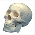 Budget Life-Size Skull with Removable Teeth (CS20)