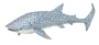 Monterey Bay Collection- Whale Shark Adult