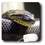 Snakes - Snake Portrait - Mouse Pads