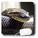 Snakes - Snake Portrait - Mouse Pads