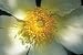 Heaven's Glow Kendra Knight 36x27