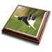 Dogs Border Collie - Border Collie - Trivets