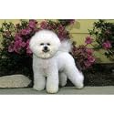 Bichon Frise Floor Mat