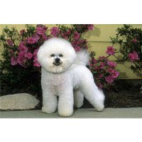 Bichon Frise Floor Mat