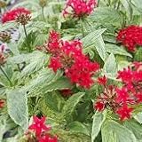 【ガーデニング】　斑入り　ペンタス　サマースター　2株セット　【カラーリーフ】