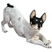 Sandicast Rat Terrier Original Size Figurine