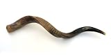 37-39 Large Yemenite Kudu Horn Half Polished/Natural Shofar, with Free Anti Odor Spray, Made in Israel