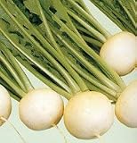Turnip Hakurei F1 1250 Seeds per Packet