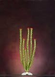 Natures Design Plant Anacharis L