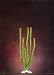Natures Design Plant Anacharis L