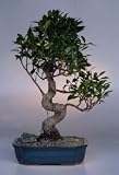 Ficus Retusa Bonsai Tree.(ficus retusa)