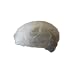 Magid H42 EconoWear Polypropylene Disposable Hair Cap with Elastic Closure, Extra Large, White (Case of 100)