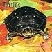 Turtles 2010 Wall Calendar