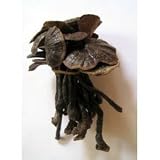 Reishi Mushroom 100% Organic Harvested From Southeast Asia Forest