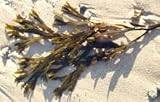 Bladderwrack Herbal Tea