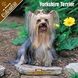 2008 Yorkshire Terrier 2008 16 Month Pinup Wall Calendar **IN STOCK NOW**