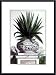 Aloe Ferox, Art Poster by Munting, with Metal Frame, poster size: 14 x 18