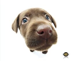 Clean Screen Cloth - Chocolate Lab