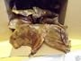 HDP Humongous Rosted Pig Ears 25 pack Made In U.S. Sealed