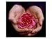 Childs Hands Holding Pink Rosa (Rose), Limited Depth of Focus Photographic Poster Print by James Guilliam, 16x12