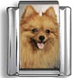 Pomeranian Dog Photo Italian Charm