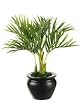 12" Desktop Areca Palm Plant