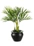 12" Desktop Areca Palm Plant