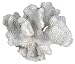 (Price/1)Cat039;s Paw Coral - Medium