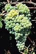 Himrod Grape Vine One Gallon