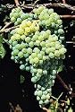 Himrod Grape Vine One Gallon