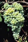 Himrod Grape Vine One Gallon