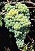 Himrod Grape Vine One Gallon