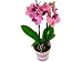 Phalaenopsis Orchid