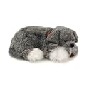 Perfect Petzzz Schnauzer